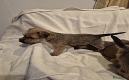 Irish Terrier dogs for sale: Home raised Irish terrier  - Image 7