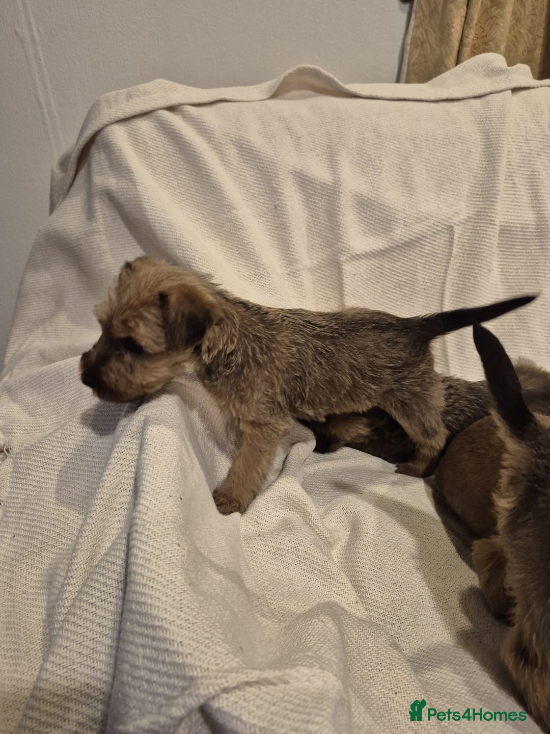 Irish Terrier dogs for sale: Home raised Irish terrier  - Image 7