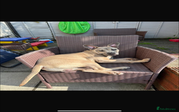 Mixed Breed dogs for sale: Blue  - Image 3