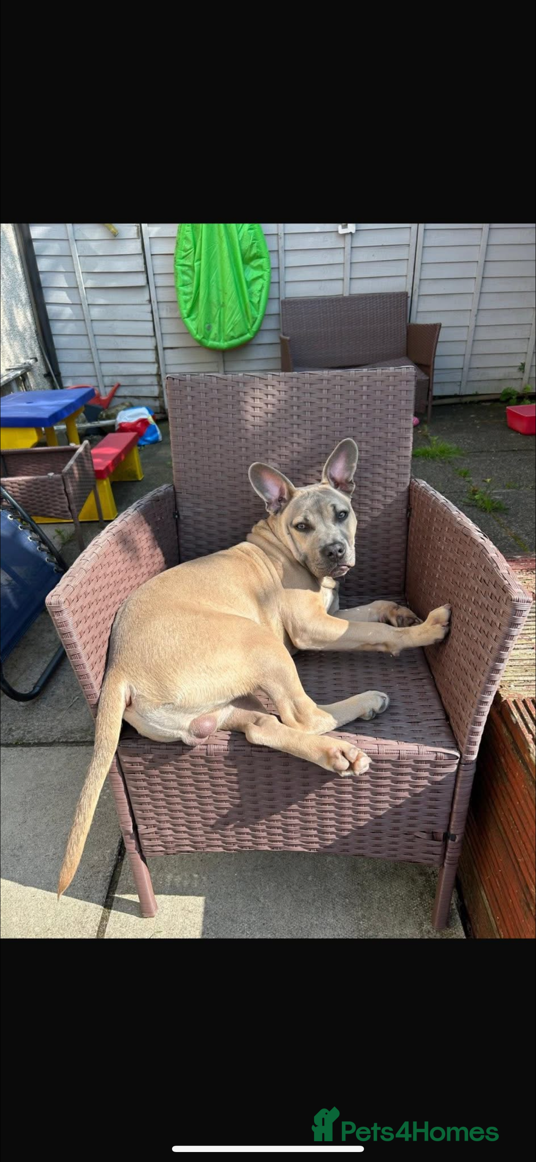 Mixed Breed dogs for sale: Blue  - Image 3