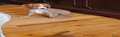 Cocker Spaniel 4
