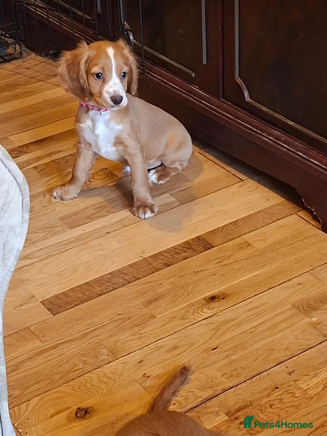Cocker Spaniel dogs for sale: Beautiful cocker spaniel puppies  in Gloucester - Advert 2