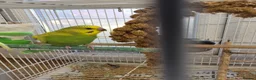 Budgerigars birds for sale: Baby Budgies - Advert 5