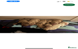 Cockapoo dogs for sale: Adorable 8 week old puppy looking for a good home  - Image 3