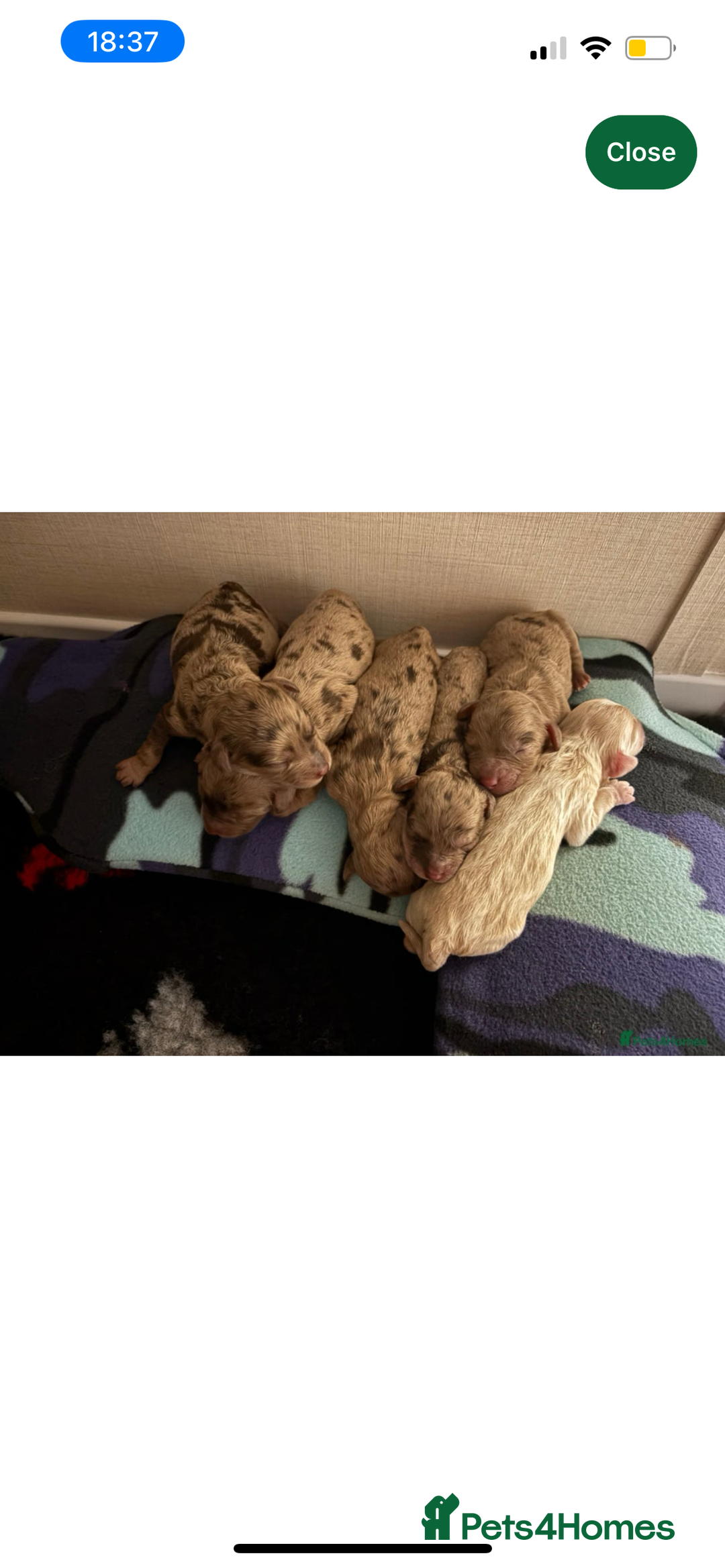 Cockapoo dogs for sale: Adorable 8 week old puppy looking for a good home  - Image 3