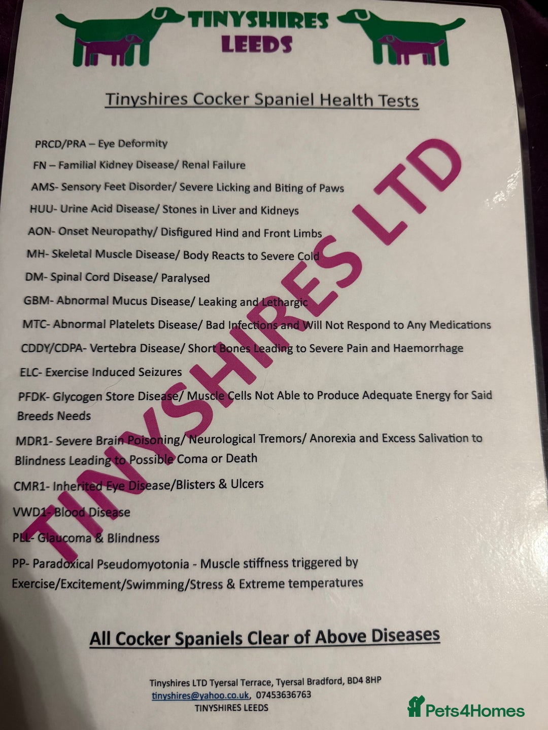 Cockapoo dogs for sale: F1 various mini cockapoos 30 dna health tested clr - Advert 10