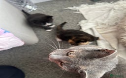 Mixed Breed cats for sale: Gorgeous Kitten - Image 4