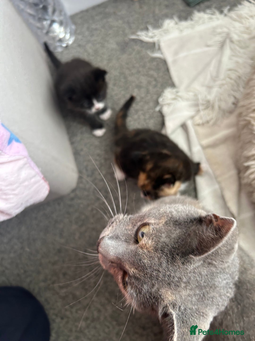 Mixed Breed cats for sale: Gorgeous Kitten - Image 4