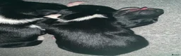 Border Collie dogs for sale: Pure border collie pups - Advert 8
