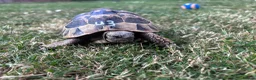 Hermann Tortoise reptiles for sale: Various Ages of Hermann Tortoises in Bridgwater - Advert 8
