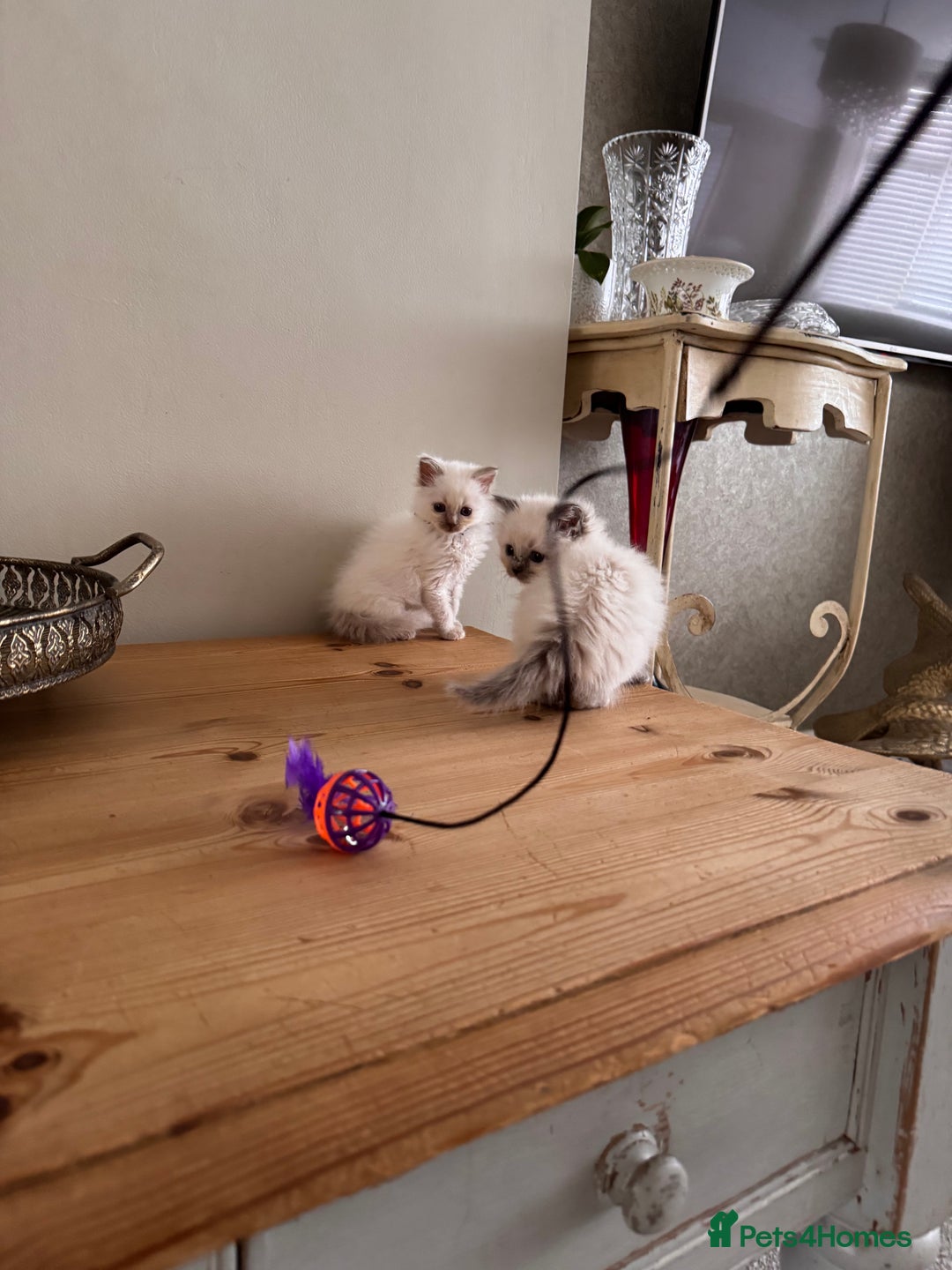 Birman cats for sale: Beautiful Birman Kittens - Image 7