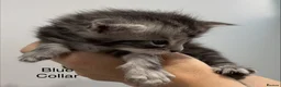 Maine Coon cats for sale: TICA & Council licensed Maine Coon kittens  - Advert 17