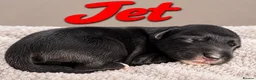 Miniature Schnauzer dogs for sale: 🐾 KC Registered Miniature Schnauzer Puppies - Advert 2