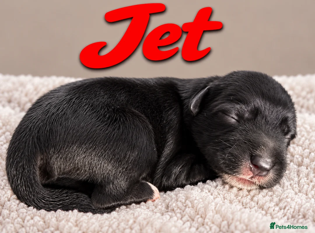 Miniature Schnauzer dogs for sale: 🐾 KC Registered Miniature Schnauzer Puppies - Advert 2
