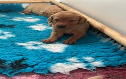 Labrador Retriever dogs for sale: Gorgeous Fox Red Labradors  - Image 1