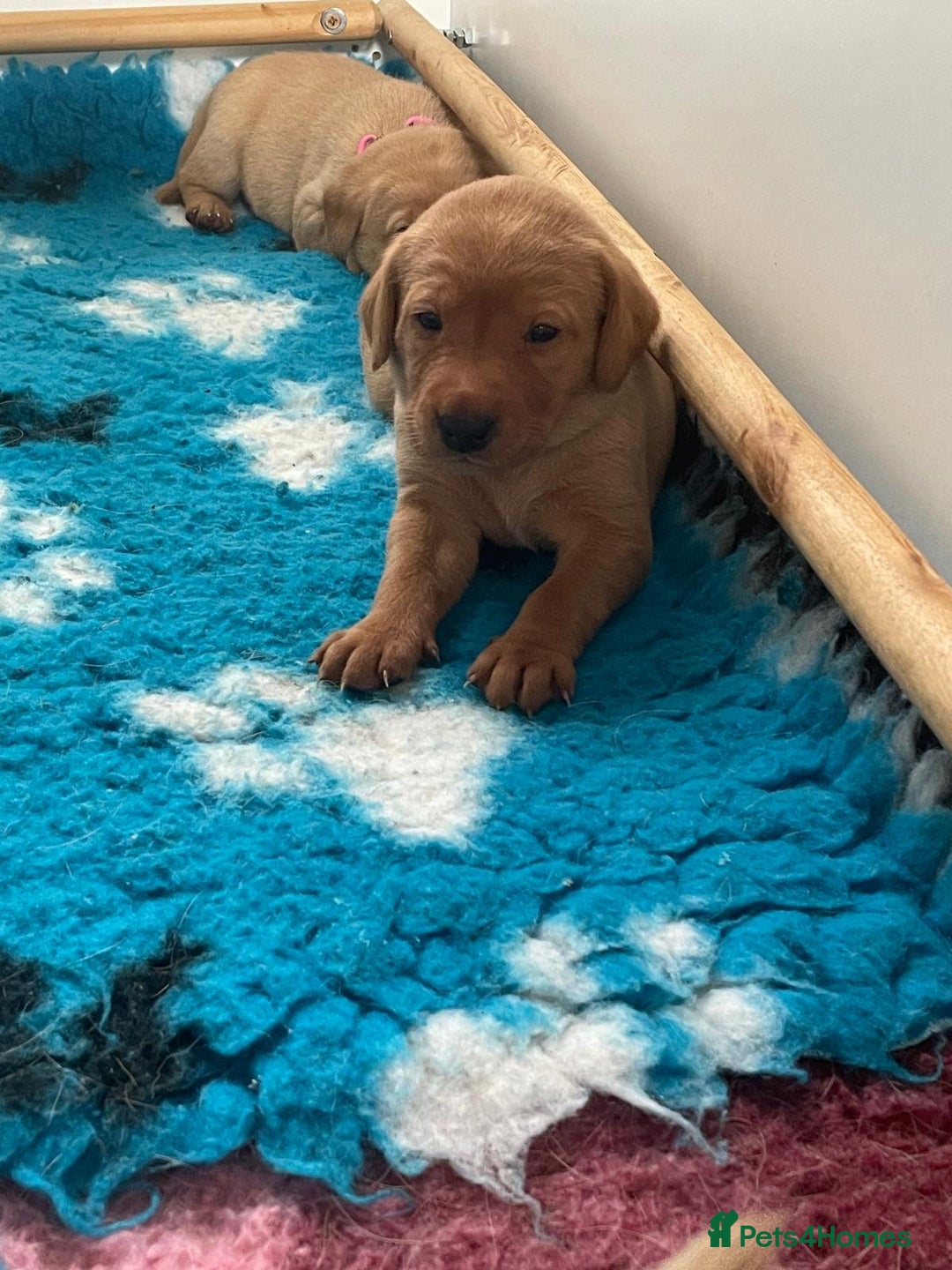 Labrador Retriever dogs for sale: Gorgeous Fox Red Labradors  - Image 1