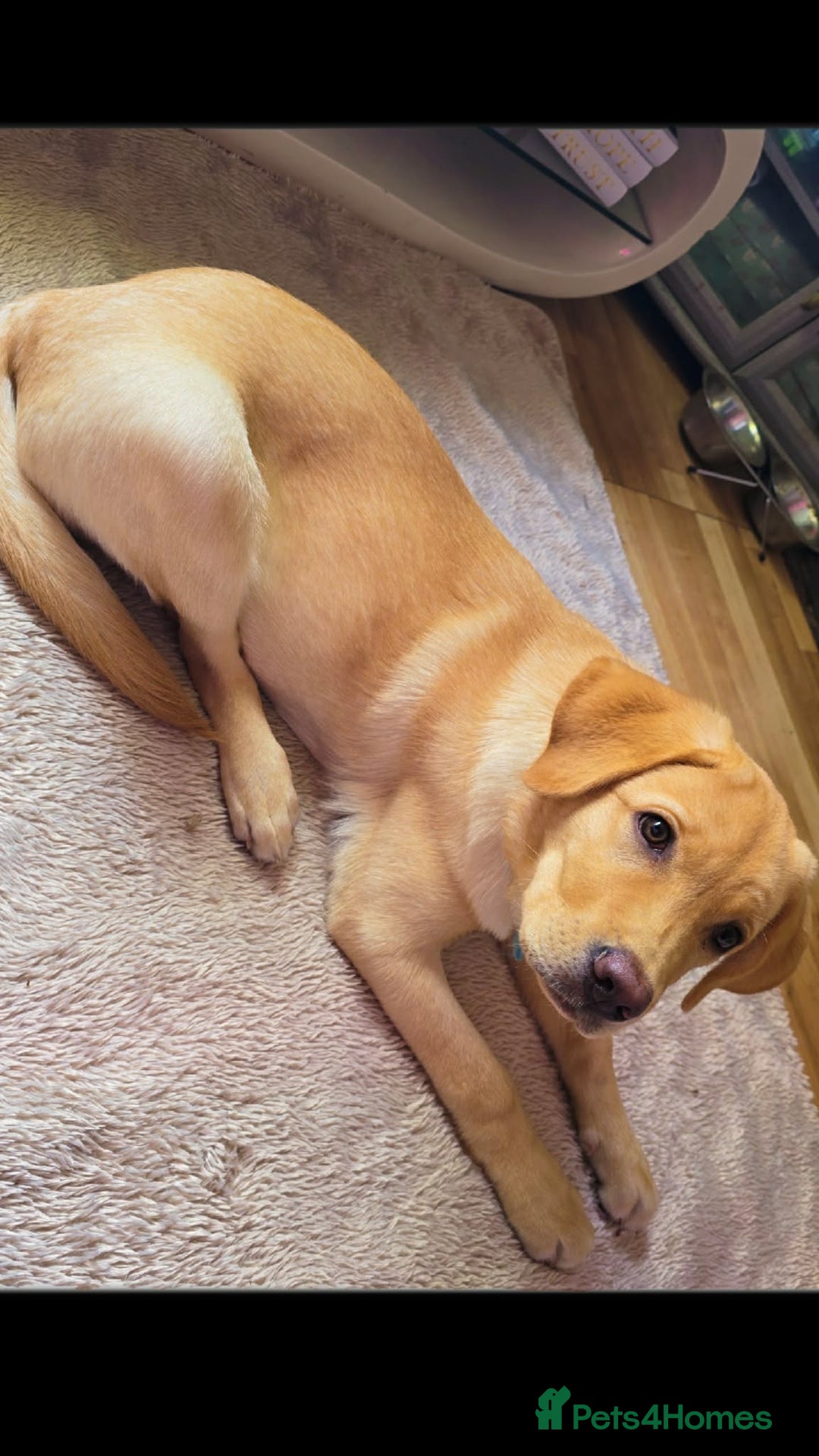 Labrador Retriever dogs for sale: 8 month old lab pup - Advert 1