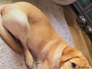 Labrador Retriever dogs 8 month old lab pup - Advert 2