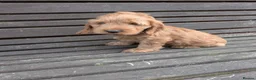 Cockapoo dogs for sale: Gorgeous cockapoos  *2 boys available* - Advert 12