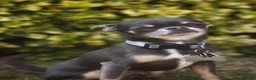 Chihuahua dogs for stud: BAILEY — PROVEN CHIHUAHUA STUD - Advert 3