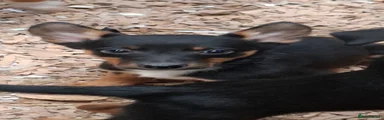 Australian Kelpie dog 2