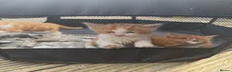Mixed Breed cats for sale: Beautiful Very Fluffy Kittens for Sale 🐾 - Advert 3