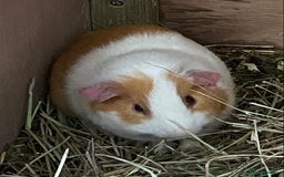 Guinea Pig rodents for sale: Gorgeous mix of baby piggies  - Image 12