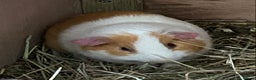 Guinea Pig rodents for sale: Gorgeous mix of baby piggies  - Advert 12