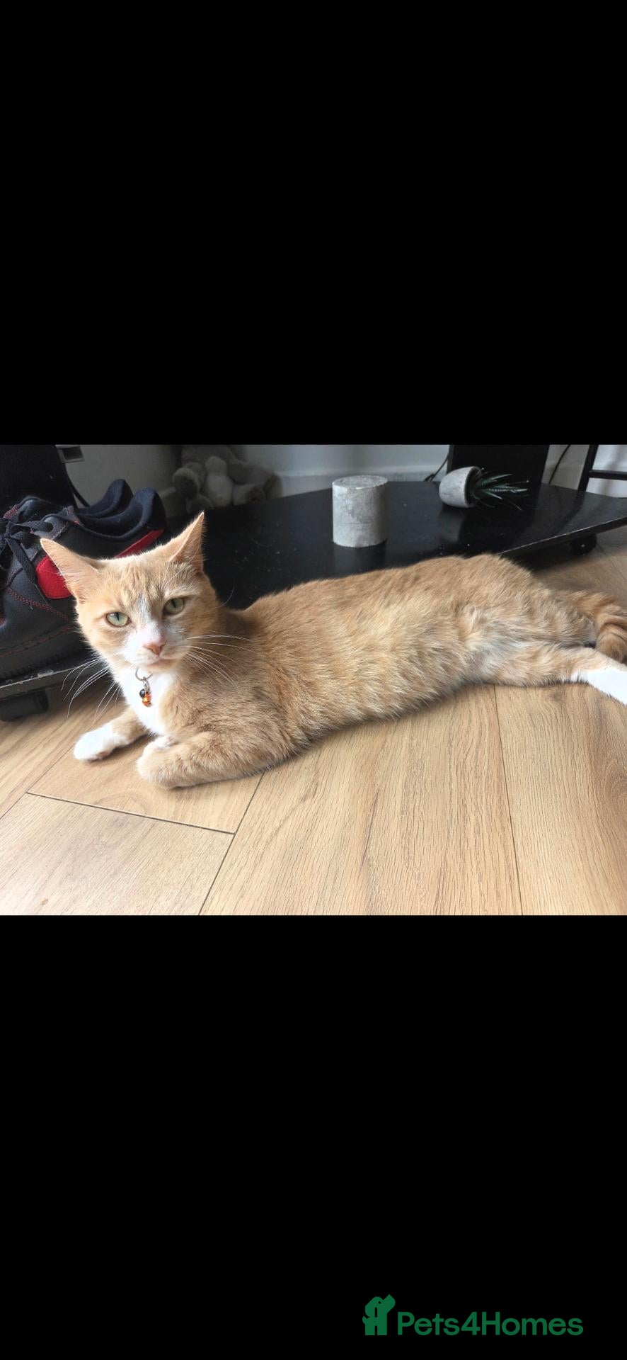 Mixed Breed cats Rare quater bengal ginger female 2 years old - Advert 2