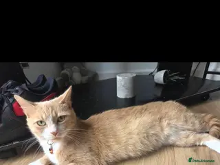 Mixed Breed cats Rare quater bengal ginger female 2 years old - Advert 2