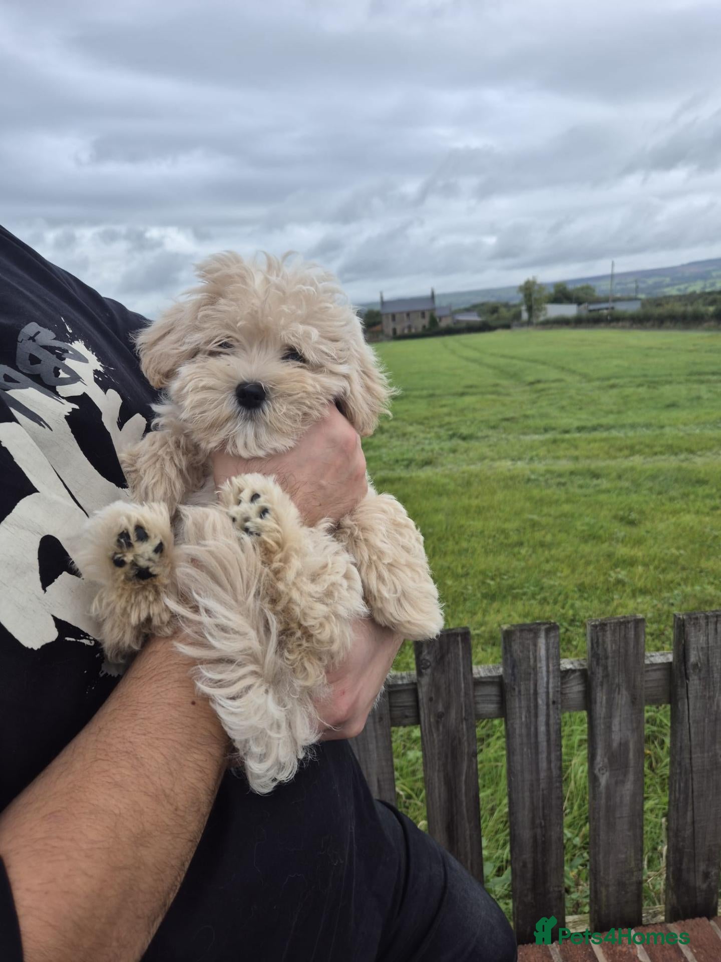 Maltipoo dogs Cute and fluffy F1 maltipoo girls ❤️ reduced  - Advert 8
