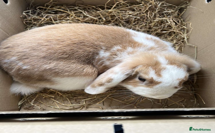 Mini Lop rabbits - Advert 14