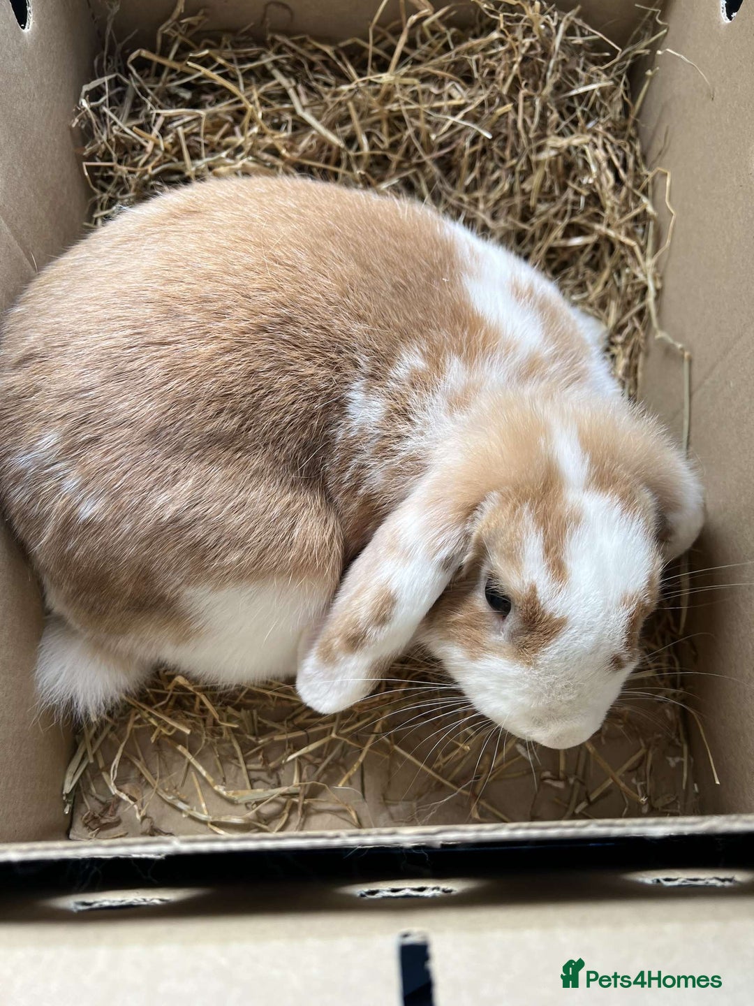 Mini Lop rabbits for sale: Cute, Playful Bunny Needs a New Home - Image 1