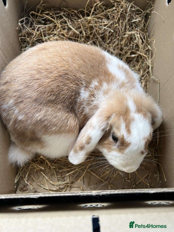 Mini Lop rabbits - Advert 10