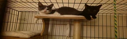 Domestic Shorthair cats for adoption: Tommy & Arthur - Adopt Cats in Crisis East London - Advert 2