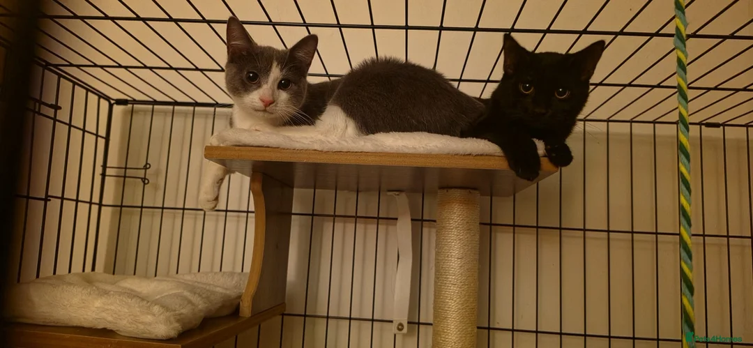 Domestic Shorthair cats for adoption: Tommy & Arthur - Adopt Cats in Crisis East London - Advert 2