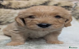 Mini Goldendoodle dogs for sale: Beautiful Mini Goldador Doodle puppies, DNA clear - Image 9