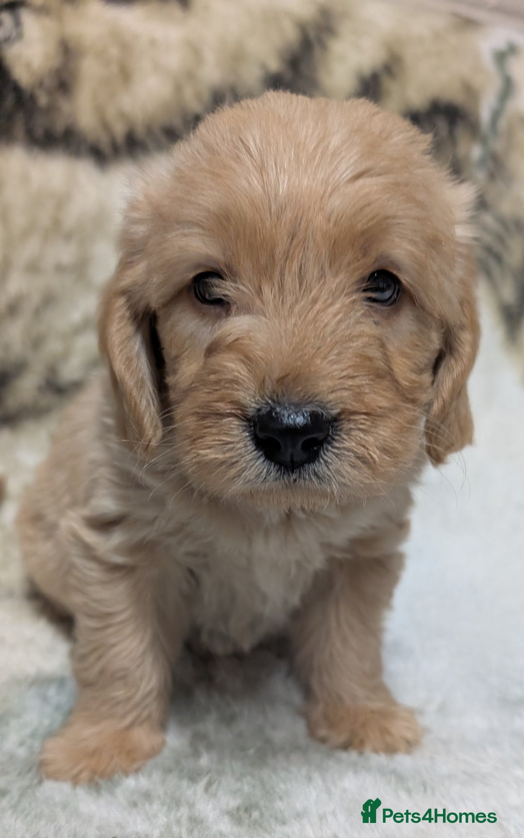 Mini Goldendoodle dogs for sale: Beautiful Mini Goldador Doodle puppies, DNA clear - Image 9