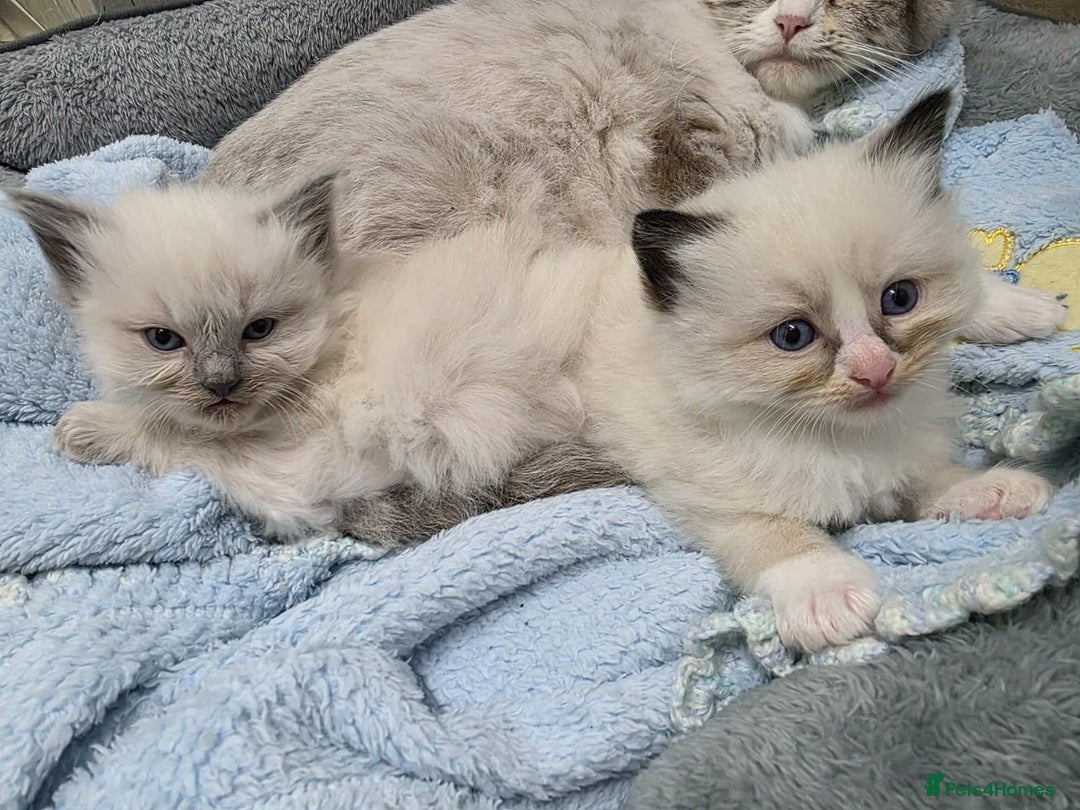 Ragdoll cats for sale: fluffie rag-dolls - Image 3