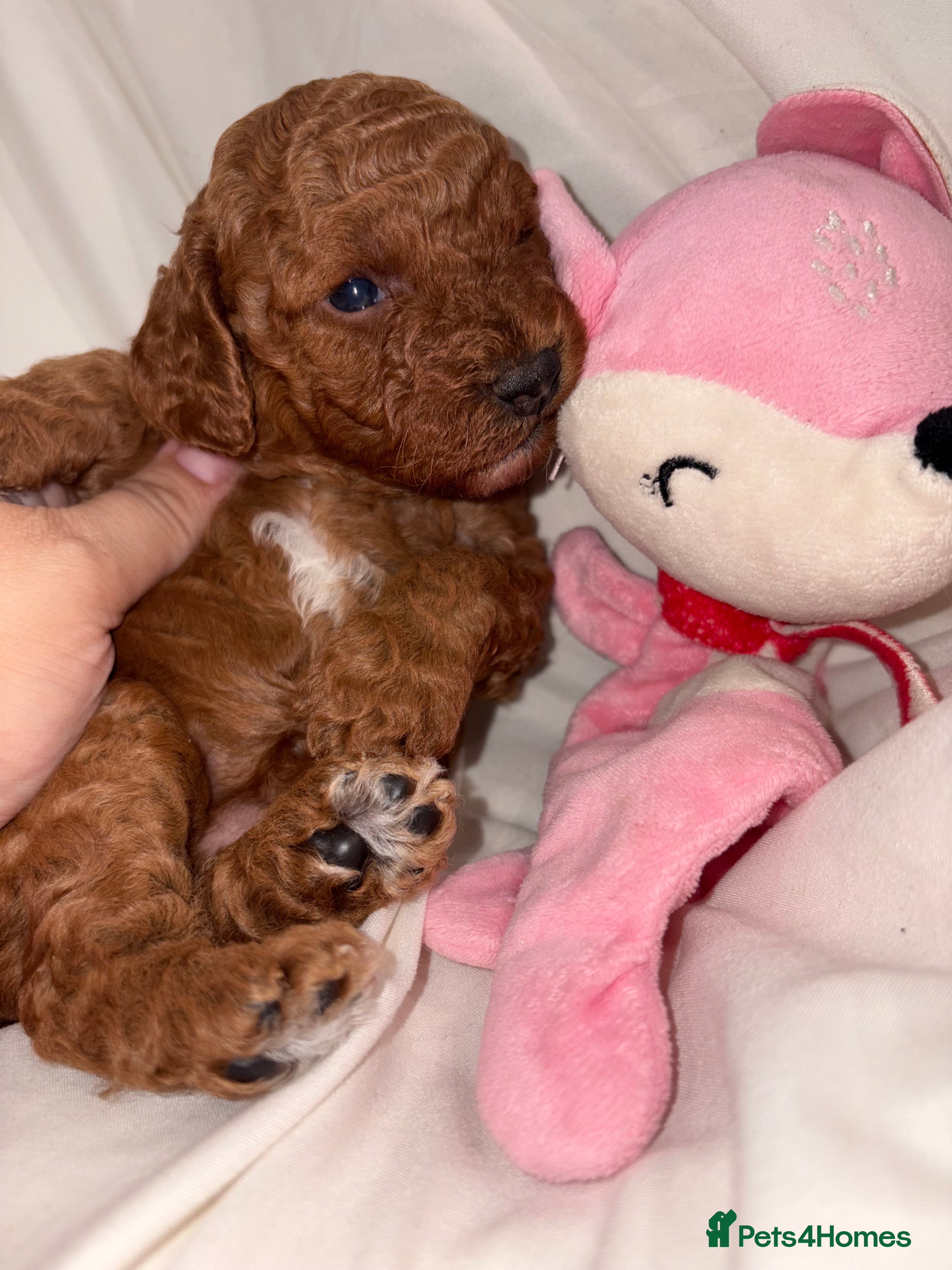 Cavapoo dogs Extensively DNA health tested and trained girl   - Advert 1