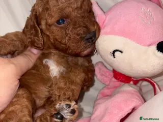 Cavapoo dogs Extensively DNA health tested and trained girl - Advert 10