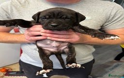 Mixed Breed dogs for sale: Cane corso X staff - Image 5