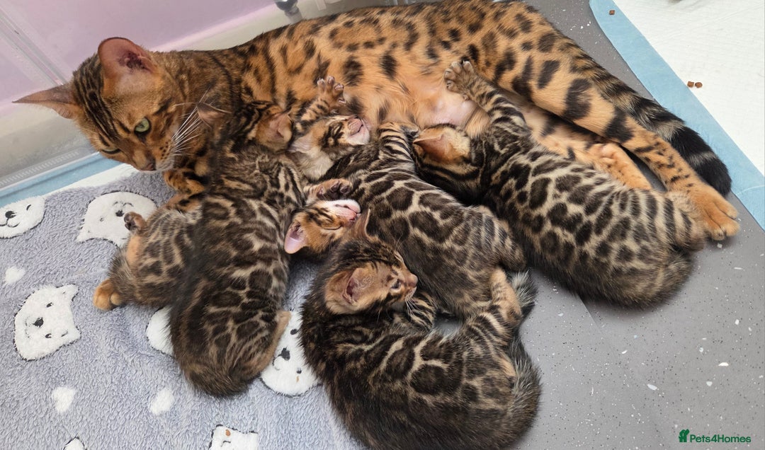Bengal cats for sale: ✨ Bengal TICA Registered kittens Available ✨🐱 - Image 10