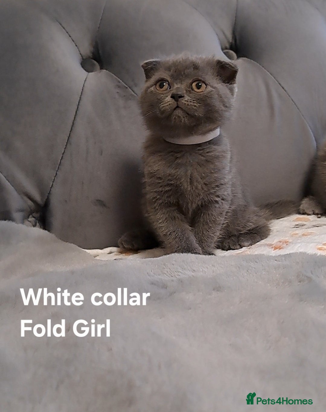 British Shorthair cats for sale: BSH + SFS KITTENS ARE READY TO GO NOW - Advert 6