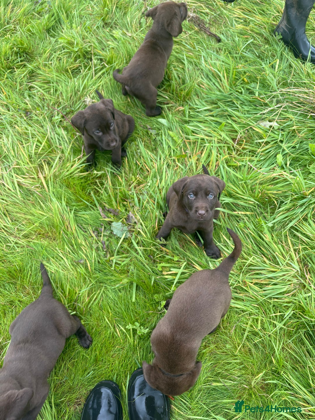 Labrador Retriever dogs for sale: Chocolate Labrador pups  - Image 4