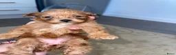 Maltipoo dogs for sale: Tiny toy teddy faced Maltipoo puppies  - Advert 16