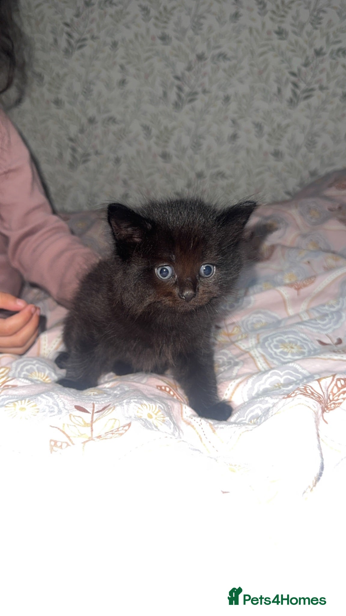 Mixed Breed cats Kittens Ghost Tabby’s. 1 Left - Advert 8