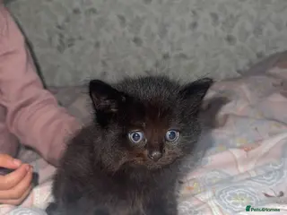 Mixed Breed cats Kittens Ghost Tabby’s. 1 Left - Advert 8