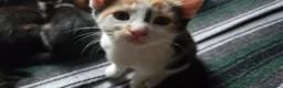 Mixed Breed cats for sale: Kittens for sale  - Advert 19