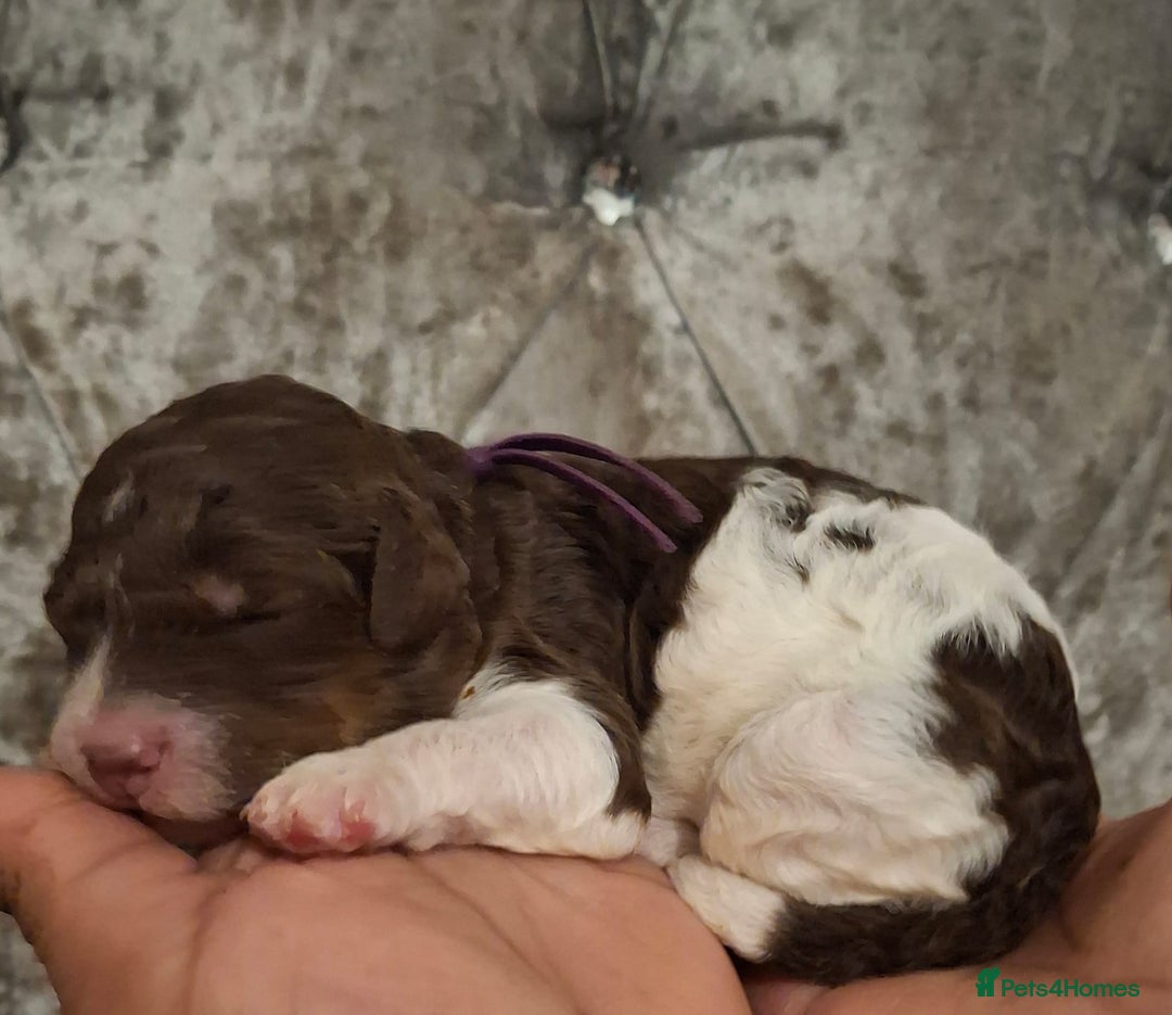 Standard Poodle dogs for sale: Beautiful KC registered parti tris - Advert 26